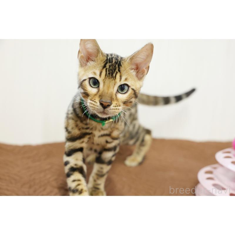 成約済の大阪府のベンガル-124883の7枚目